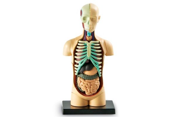 naravoslovje LEARNING RESOURCES Model človeške anatomije, telo, Learning Resources, LER 3336